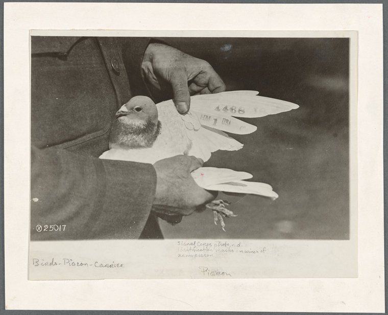 Identification marks on wings of army pigeon