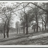 Scene in Fort Greene Park in Brooklyn, N.Y.