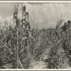 Rehabilitation client's corn field with second crop of beans. Louisiana