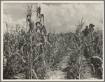 Rehabilitation client's corn field with second crop of beans. Louisiana