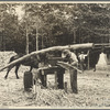 Sept. 17, 1935. Fuquay Springs, North Carolina. Sorghum cane mill