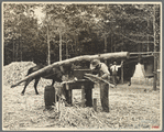 Sept. 17, 1935. Fuquay Springs, North Carolina. Sorghum cane mill