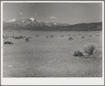 Barren overgrazed land on the Taos land use project, New Mexico. This land will become good sheep-grazing acreage when the grass is allowed to grow back