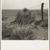 Tumbleweeds caught on a barbed wire fence. Ford County, Kansas