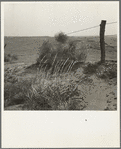 Tumbleweeds caught on a barbed wire fence. Ford County, Kansas