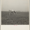 Cow trying to graze on the windswept pasture of a farm in Ford County, Kansas