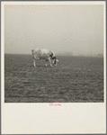 Cow trying to graze on the windswept pasture of a farm in Ford County, Kansas