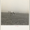 Cow trying to graze on the windswept pasture of a farm in Ford County, Kansas