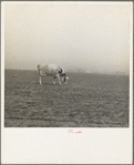 Cow trying to graze on the windswept pasture of a farm in Ford County, Kansas