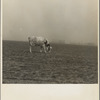 Cow trying to graze on the windswept pasture of a farm in Ford County, Kansas