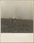 Cow trying to graze on the windswept pasture of a farm in Ford County, Kansas