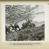 Under camoflage net, Polish gunners put up a barrage with one of the new medium caliber guns.