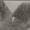 Experimental sugarcane (POJ) which has been imported by the Department of Agriculture because of its resistance to the mosaic disease, Plaquemines Parish, Louisiana