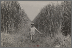 Experimental sugarcane (POJ) which has been imported by the Department of Agriculture because of its resistance to the mosaic disease, Plaquemines Parish, Louisiana