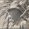 Sugar cane grower. Plaquemines Parish, La