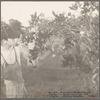 Son of a tenant farmer who cultivates oranges. Plaquemines Parish, La. 1935