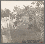 Son of a tenant farmer who cultivates oranges. Plaquemines Parish, La. 1935