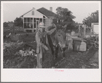 Tenant farmer with mule given him by the Resettlement Administration, Plaquemines Parish, Louisiana