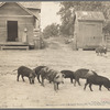 Old harness house and hogs. Irwinville Farms, Georgia. 1935
