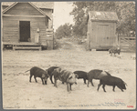 Old harness house and hogs. Irwinville Farms, Georgia. 1935