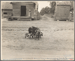 Old harness house, and mother pig and young. Irwinville Farms, Georgia. 1935