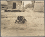 Old harness house, and mother pig and young. Irwinville Farms, Georgia. 1935