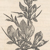 Thorn--Ononis spinosa