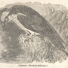 Ospray--Pandion haliaetus