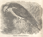 Ospray--Pandion haliaetus