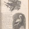 Chameleon ; Stork