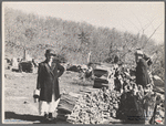 Shenandoah Natl. Park, [Madison Co.?,] Va. 1935