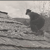 Drying apples, one of the few sources of income for the mountain folk, [Nicholson Hollow,] Shenandoah National Park, Virginia