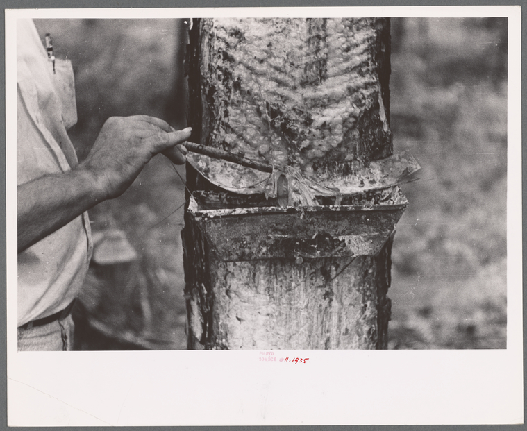 Making Turpentine From Pine Sap For The Redwood Violin – OBVH