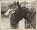 Resettled farmer clipping mule, Grady County, Georgia