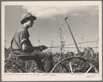 Resettlement farmer cutting soy beans. Wolf Creek Farms, Ga. 1935