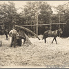 Pressing sorghum cane, Fuquay Springs, North Carolina