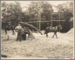 Pressing sorghum cane, Fuquay Springs, North Carolina