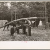 Fuquay Springs, North Carolina. Pressing sorghum cane