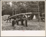 Fuquay Springs, North Carolina. Pressing sorghum cane