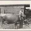 Resettled farmer and cow bought through Resettlement loan. Pender County, North Carolina