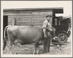 Resettled farmer and cow bought through Resettlement loan. Pender County, North Carolina