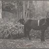 One of the Nicholson men hauling a load of cornstalks to the valley on a rude sled, [Nicholson Hollow,] Shenandoah National Park, Virginia