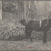 One of the Nicholson men hauling a load of cornstalks to the valley on a rude sled, [Nicholson Hollow,] Shenandoah National Park, Virginia