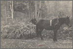 One of the Nicholson men hauling a load of cornstalks to the valley on a rude sled, [Nicholson Hollow,] Shenandoah National Park, Virginia