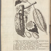 Histoire naturelle du cacao, et du sucre, divisée en deux traités, qui contiennent plusieurs faits nouveaux, & beaucoup d'observations également curieuses & utiles