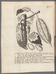 Histoire naturelle du cacao, et du sucre, divisée en deux traités, qui contiennent plusieurs faits nouveaux, & beaucoup d'observations également curieuses & utiles