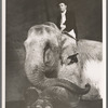 Arthur Sinclair mounted upon Rosie the elephant in the stage production Jumbo