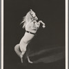 Doheos the horse in the stage production Jumbo