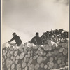 Pulpwood. Coos County, New Hampshire. 1936