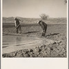 Irrigating a field. Dona Ana County, New Mexico